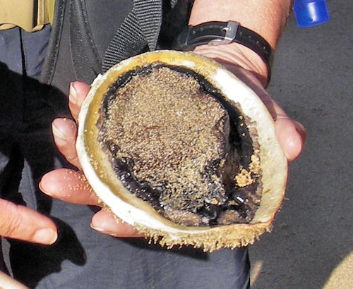 Abalone, muttonshell from underneath