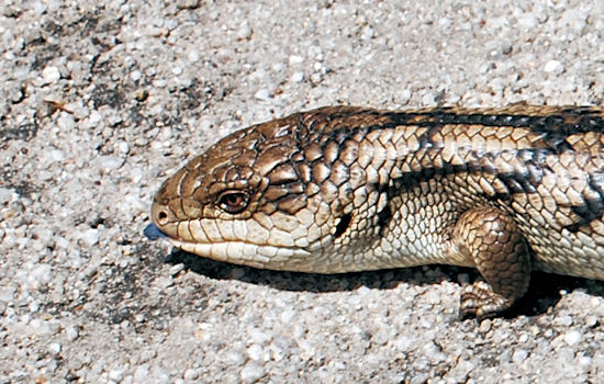 Blue-tongued Lizard