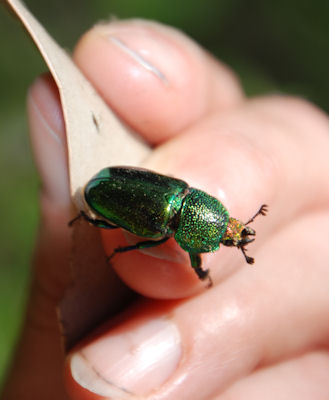 Lamprima aurata, the Golden Staghorn Beetle