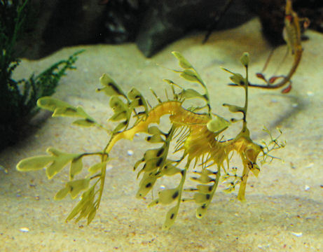 Leafy Seadragon in Melbourne Aquarium