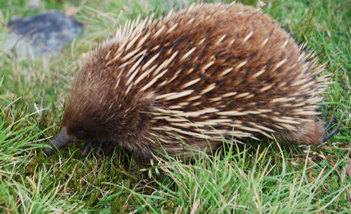 Short-beaked Echidna