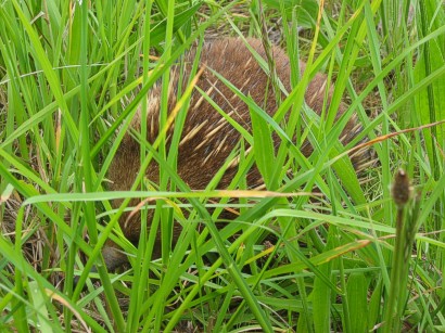 Short-beaked Echidna