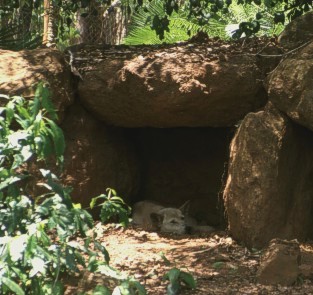 Dingo in Northern Territory Wildlife Park