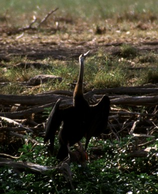 Darter drying the plumage