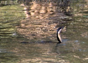 darter afloat