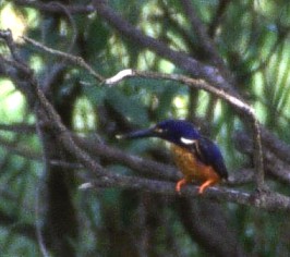 Azure kingfisher