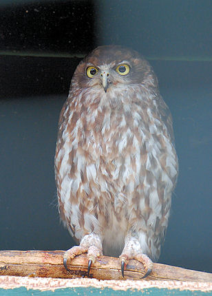 Barking Owl