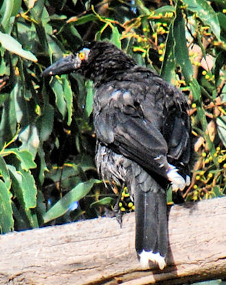 Black Currawong