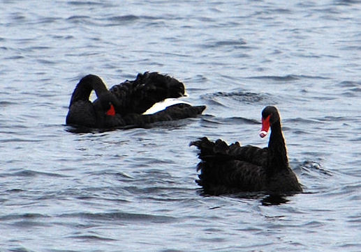 Black Swans