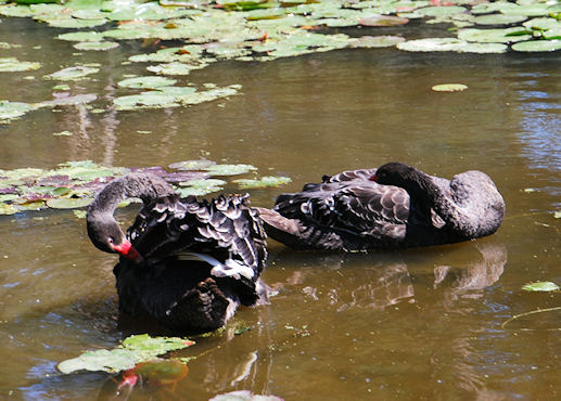 Black Swans