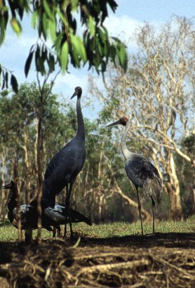 Brolgas or Australian crans - symbol of the Nortern Territory
