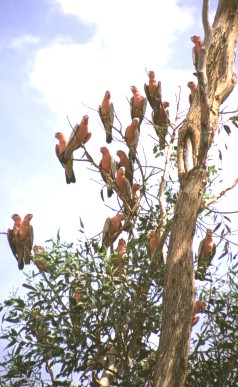 Flock of Galahs