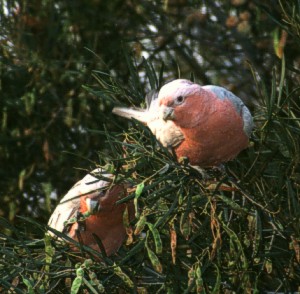 Galahs during breakfast Galahs during breakfast