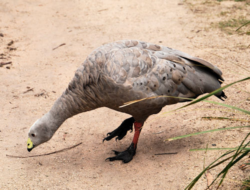 Cape Barren Goose