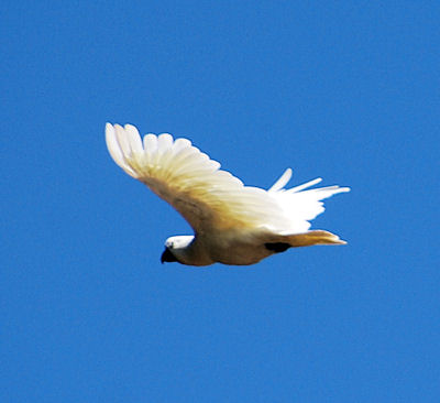 Sulphur-crested cockatoo flying