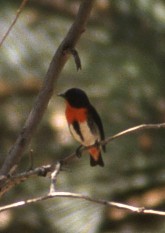 Mistletoebird