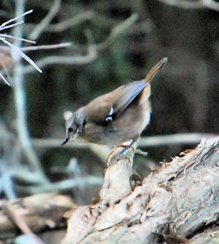 unknown birdie