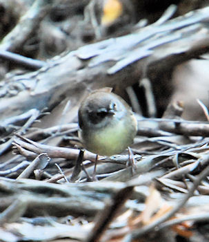 unknown birdie