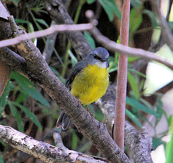 Eastern Yellow Robin