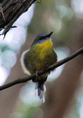 Eastern Yellow Robin