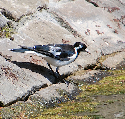 Female Magpie Lark