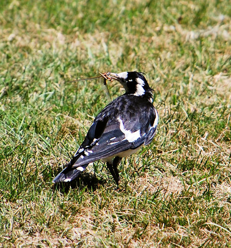 Female Magpie Lark