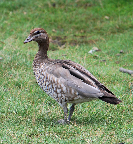 female Garganey