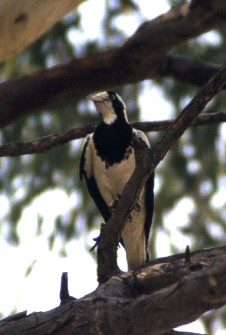 female Magpie-Lark