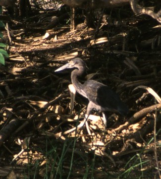 Great billed heron going for the night shift