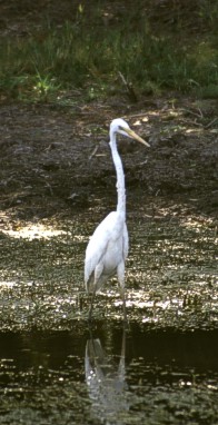 Great Egret