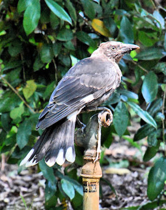 Grey Currawong