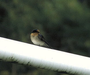 Welcome swallow