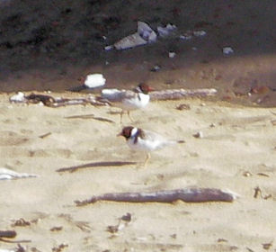 Hooded Plovers