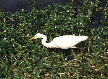 Intermediate Egret hunting