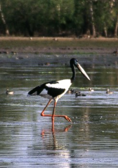 Jabiru (Black-necked Stork)