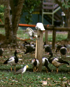 Little Corellas on the tap
