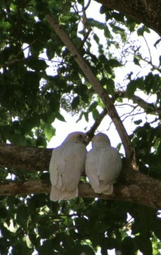 Loving couple of Little Corellas