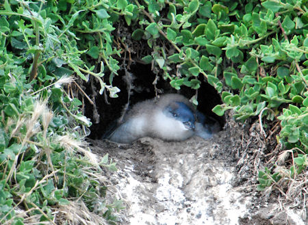 Little Penguin in burrow