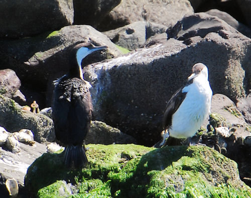 Little Pied Cormorant