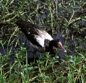Magpie goose Magpie goose