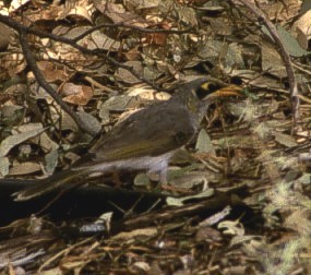 Yellow-throated Miner-2