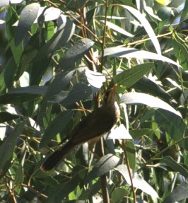 Yellow-throated Miner