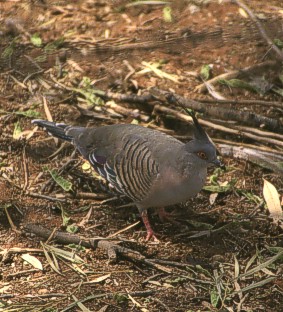Crested Pigeon