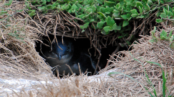 Little Penguin in burrow