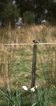 Scarlet Robin