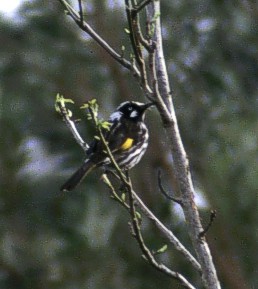 New Holland Honeyeater