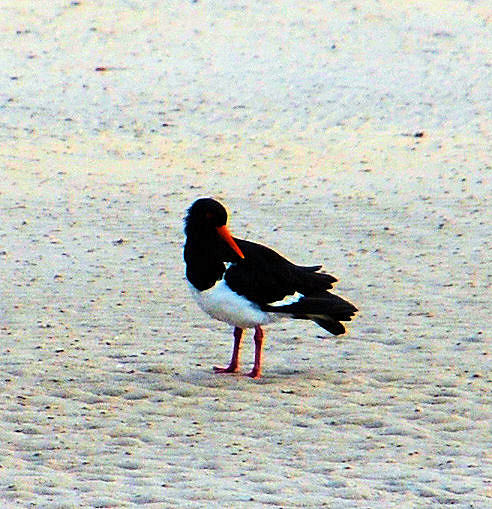 Pied Oystercatcher