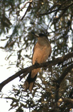 Pied Butcherbird (Cracticus nigrogularis) in Alice spings
