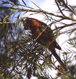 Crimson Rosella during dinner