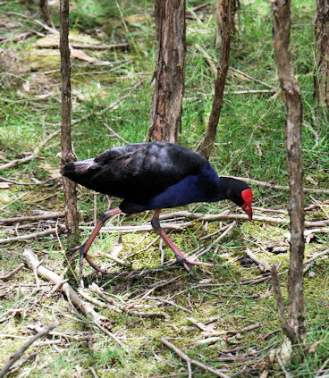 Purple Swamphen